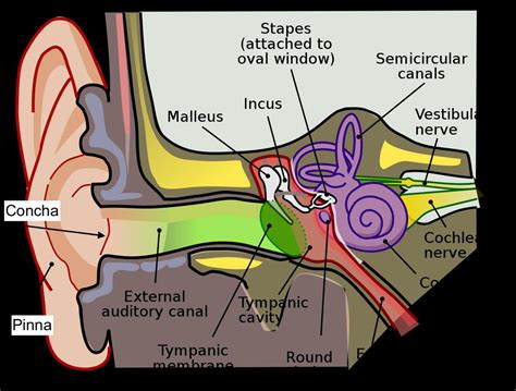 Which Ear Hears Music Better: A Deep Exploration of Individual Perceptions